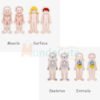 D_938944-MCO45540833447_042021-O.jpg Rompecabezas Cuerpo Humano Madera Juguete Aprendizaje