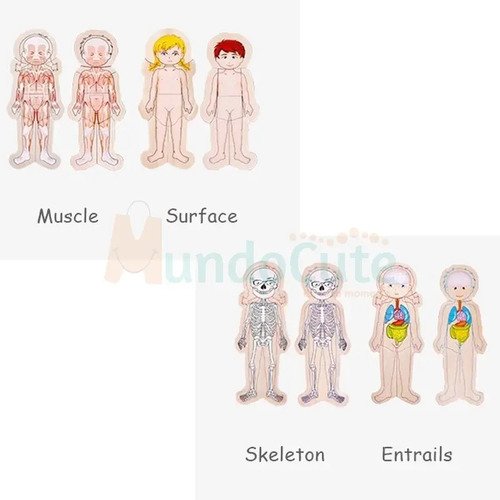 D_938944-MCO45540833447_042021-O.jpg Rompecabezas Cuerpo Humano Madera Juguete Aprendizaje