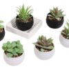 D_984312-MCO82619292081_022025-O.jpg Decoracion Suculentas Mini X 3 Unidades Regalo Mujer Flores Blanco